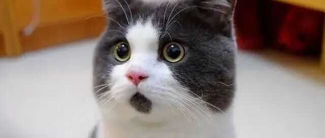 预测市场交易员押注里克·里德尔将担任美联储主席