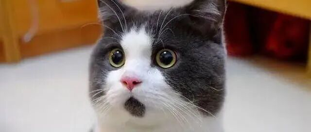 微信把元宝“打了”