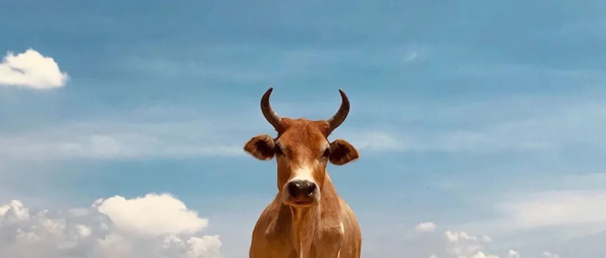 绝地反击，暴涨了，道指创新高