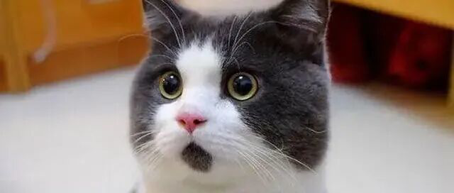 神秘交易员精准做空原油，中东最新消息